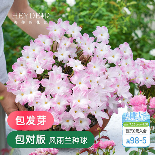 风雨兰多年生球根花卉耐热