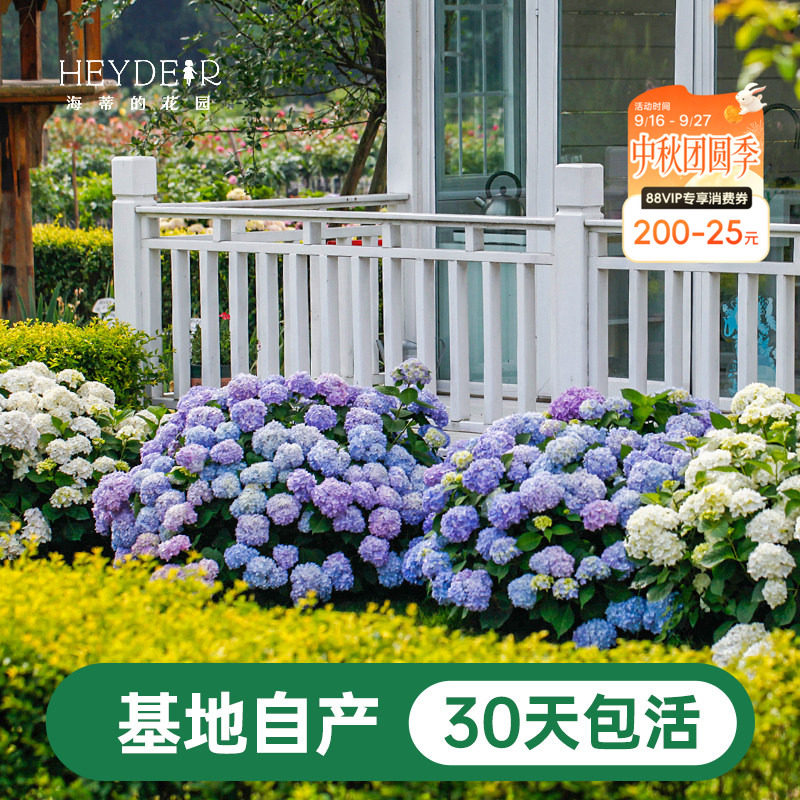 海蒂基地自产高品质绣球无尽夏