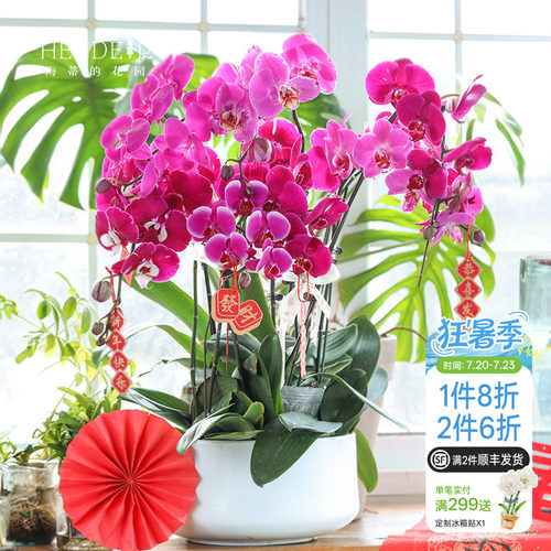 带花苞蝴蝶兰海蒂的花园