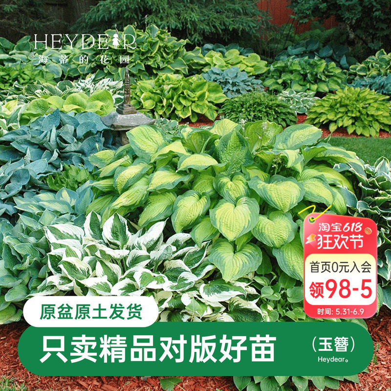 海蒂的花园玉簪观叶宿根耐阴植物阳台庭院园林花境搭配造景花卉