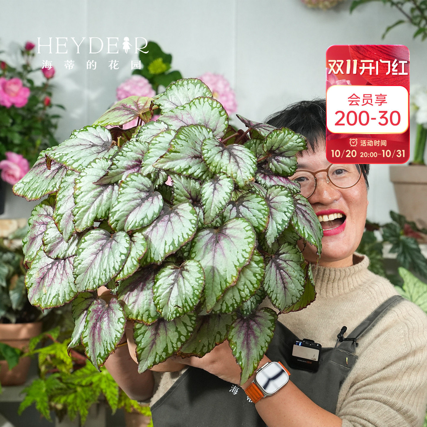 海蒂的花园秋海棠盆栽竹节海棠阳台室外室内客厅桌面绿植观叶植物