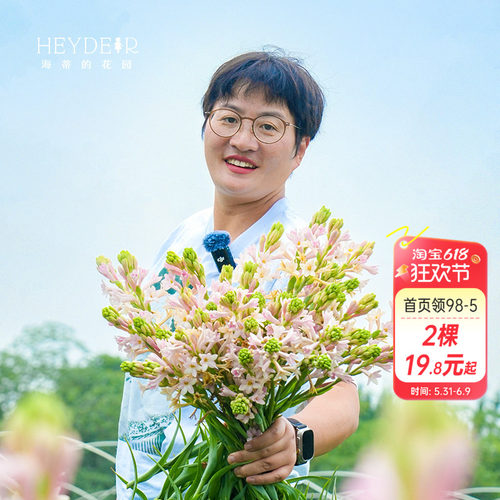 海蒂的花园晚香玉花卉盆栽重瓣夜来香月下香庭院露台室外阳台植物