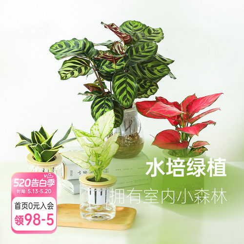 海蒂的花园桌面绿植盆栽
