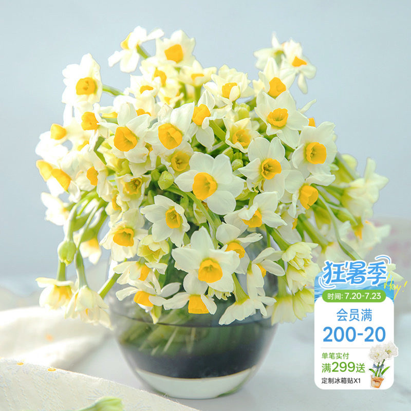 海蒂的花园漳州水仙种球花盆栽水养水培盆冬季室内阳台开花有香味