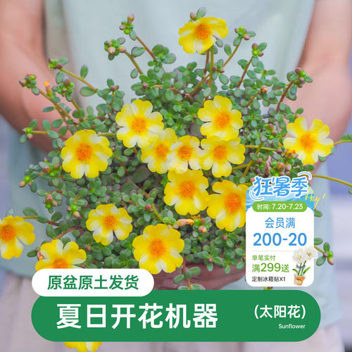 海蒂马齿苋阳台花卉植物盆栽苗