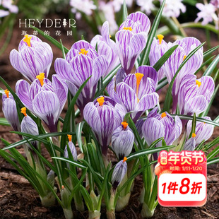 海蒂的花园番红花种球进口好养多年生冬春可地栽植物花卉盆栽种球