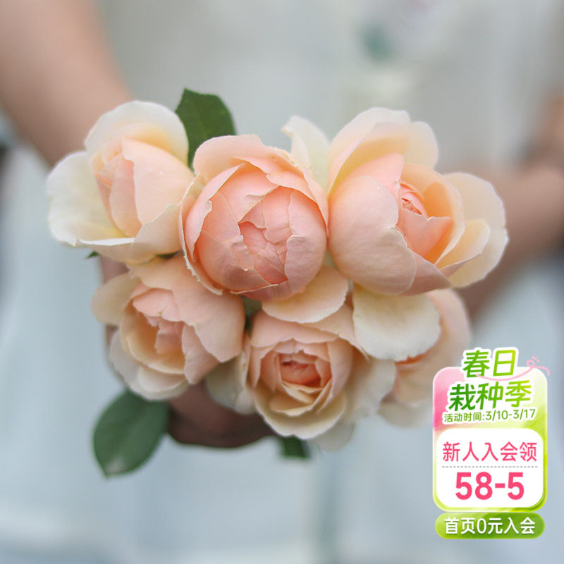 海蒂的花园 无名的裘德欧月浓香灌木月季大花包子长势好花卉盆栽