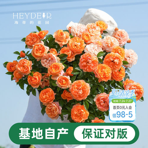 海蒂的花园月季花苗盆栽小苗爬藤玫瑰果汁阳台多季开花地栽花苗