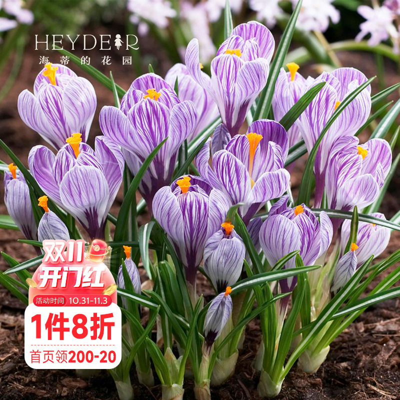 种球海蒂番红花进口好养多年生