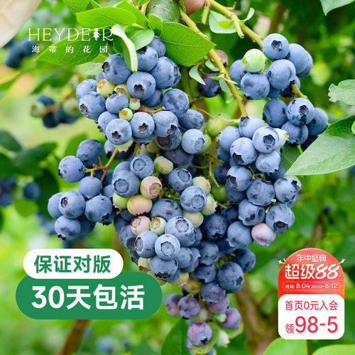 带花苞今年收果盆栽苗
