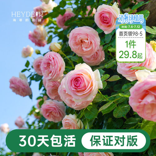 海蒂的花园月季花苗粉色龙沙宝石