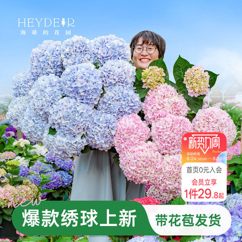 海蒂的花园绣球花苗盆栽无尽夏万华镜大花阳台花园庭院花卉植物