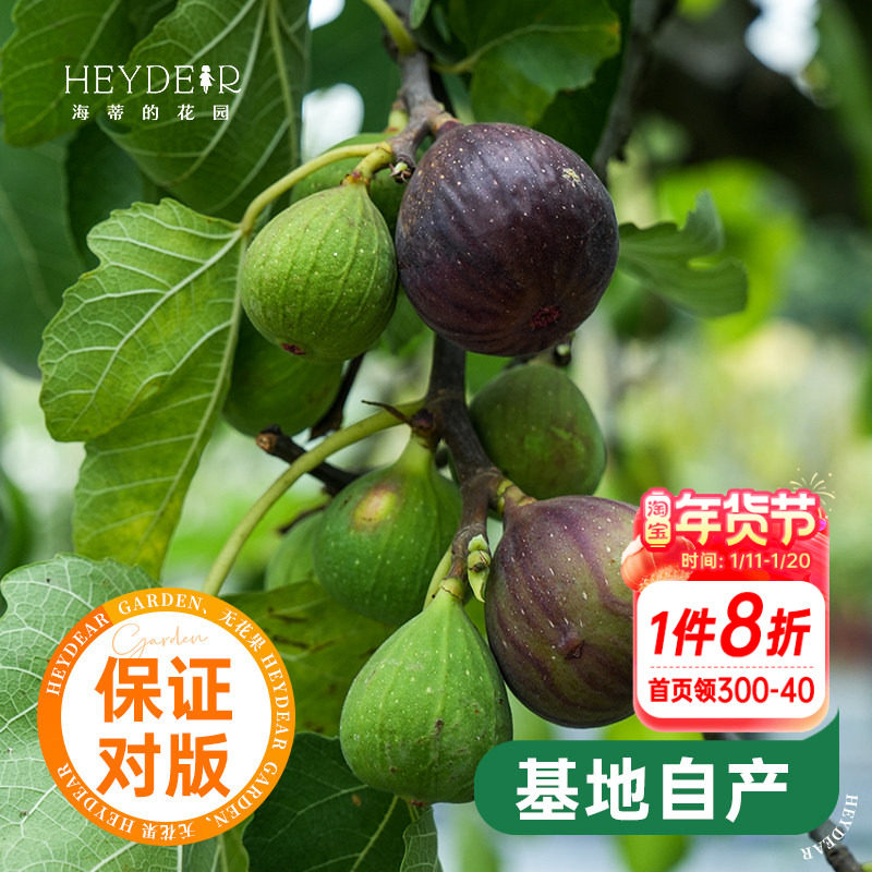 海蒂的花园无花果树果苗盆栽庭院家庭地栽水果树苗好种易养