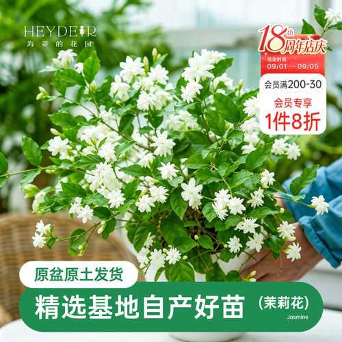 海蒂茉莉花阳台室内盆栽苗