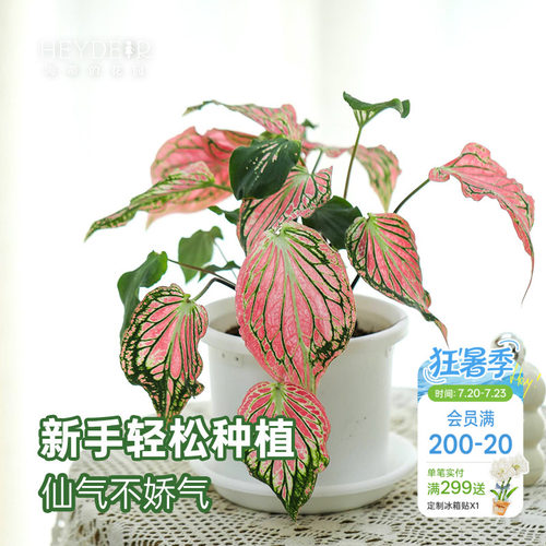 海蒂的花园 彩叶芋盆栽苗粉色飞溅白色恋人桌面观叶植物室内绿植