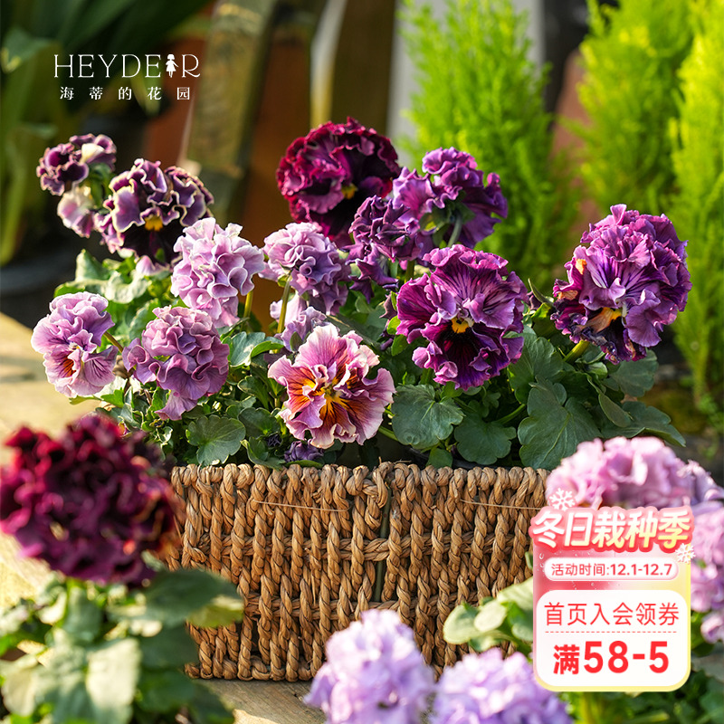 角堇冬春阳台盆栽花卉