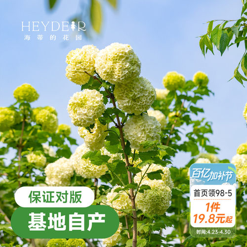 海蒂欧洲绣球花苗玫瑰庭院