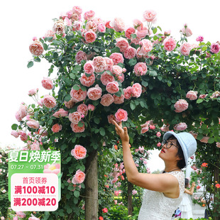 海蒂 女人们玫瑰欧月爬藤植物花卉盆栽 花园月季 花苗舍农索城堡