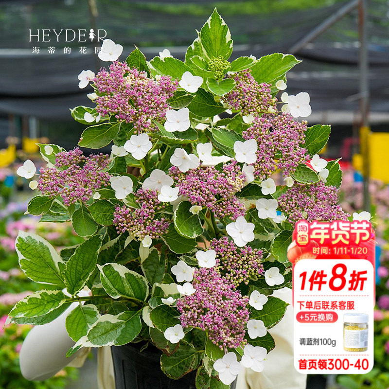 海蒂的花园银边绣球观叶绿植大花绣球花坛露台阳台耐阴花卉盆栽,鲜花速递/花卉仿真/绿植园艺,绣球/木绣球/木本植物,淘宝优惠券,粉丝福利购,淘宝优惠卷