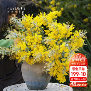 海蒂的花园银叶金合欢观叶观花植物庭院园林造景乔木冬春花卉盆栽