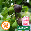 海蒂 花园无花果树果苗盆栽庭院家庭地栽水果树苗好种易养