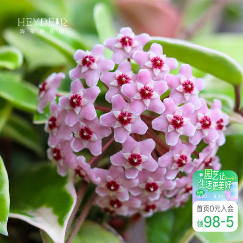 海蒂的花园成都总店花叶球兰银斑盆栽花卉绿植阳台庭院栽种海妈
