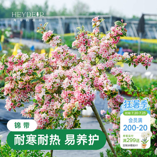 海蒂的花园花叶锦带春天爆花灌木