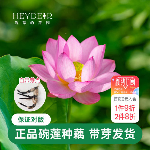 海蒂的花园 碗莲种藕荷花水培植物多年生水生花卉莲花水养裸根苗