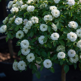 花园 海蒂 绿冰微型月季 花量大夏季 表现棒可做盆景花卉小苗盆栽