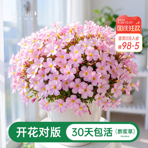 海蒂的花园酢浆草种球