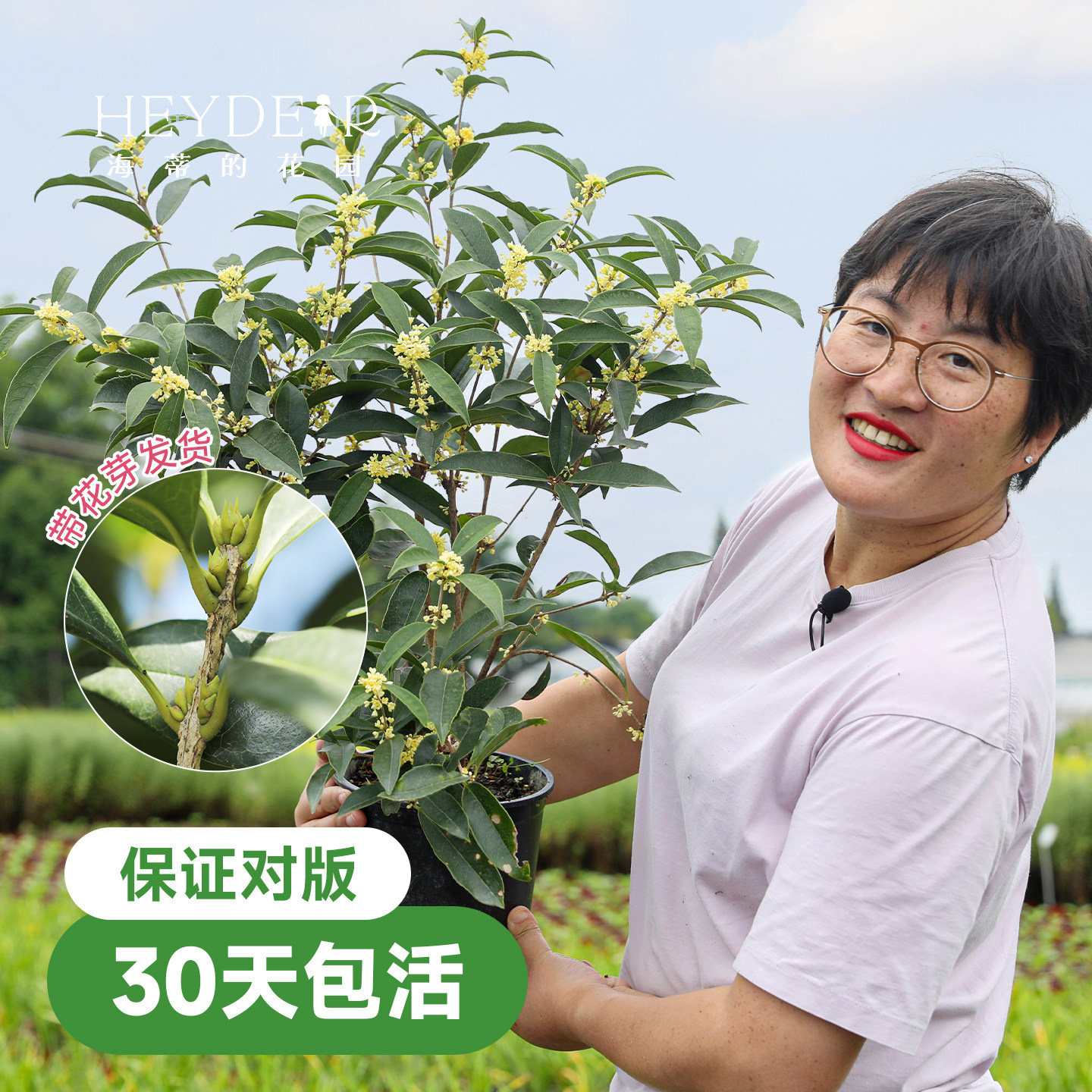 海蒂的花园桂花树苗四季桂盆栽室内可养庭院地栽花卉绿植八月金桂