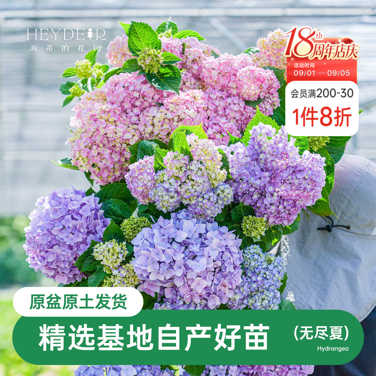 海蒂的花园无尽夏绣球花苗新老枝盆栽阳台庭院地栽好养花卉图片