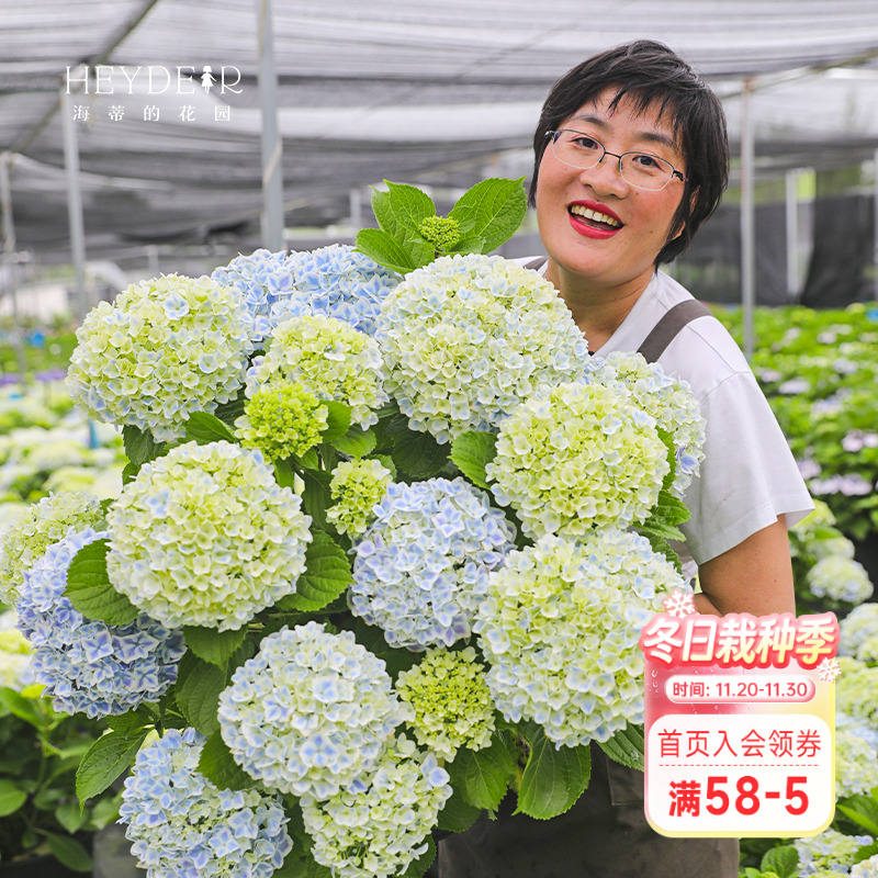 海蒂的花园薄荷拇指观花植物耐阴