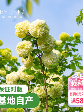 海蒂的花园欧洲木绣球花卉植物庭院露台庭院盆栽树苗耐寒绣球花苗