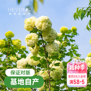 海蒂 花园欧洲木绣球花卉植物庭院露台庭院盆栽树苗耐寒绣球花苗