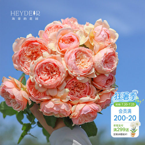 海蒂的花园月季花苗盆栽真宙粉色龙沙宝石切花朱丽叶阳台爬藤花卉