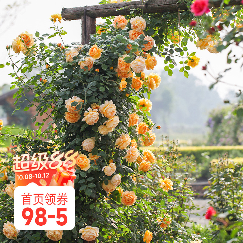海蒂的花园黄金庆典有香味爬藤