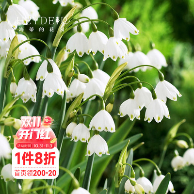 海蒂的花园雪片莲进口种球巨头雪滴花耐寒阳台可地栽球根花卉植物