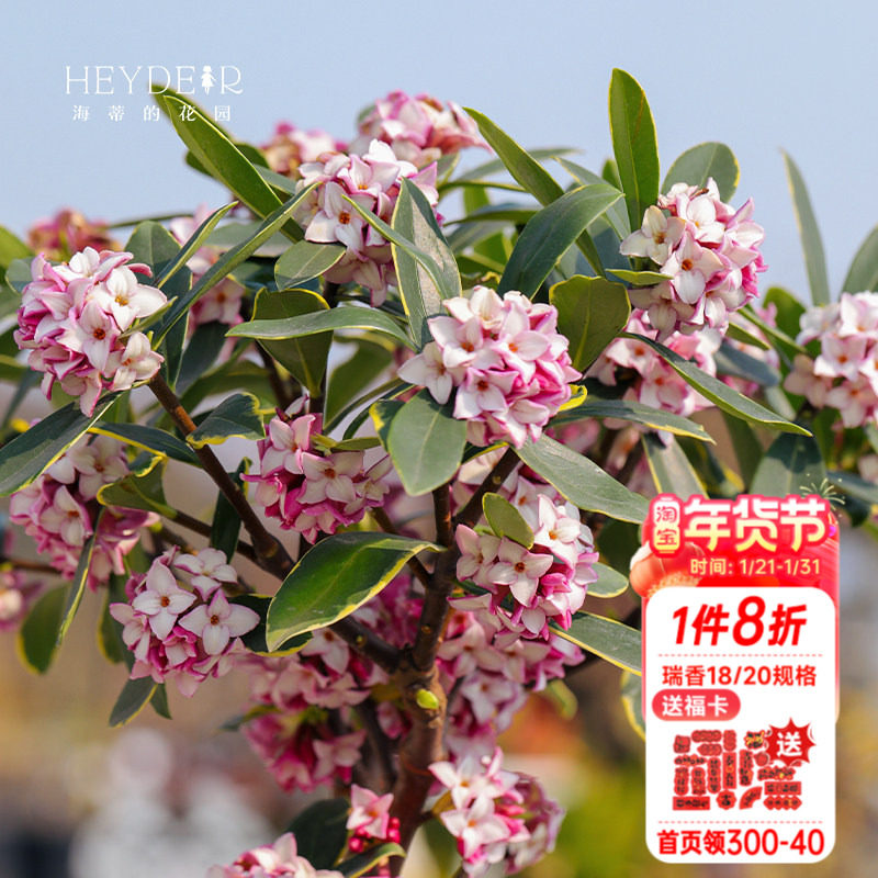 海蒂的花园瑞香气味芳香客厅桌面花卉植物室内花绿植花卉盆栽花苗,鲜花速递/花卉仿真/绿植园艺,时令草本花卉,淘宝优惠券,粉丝福利购,淘宝优惠卷