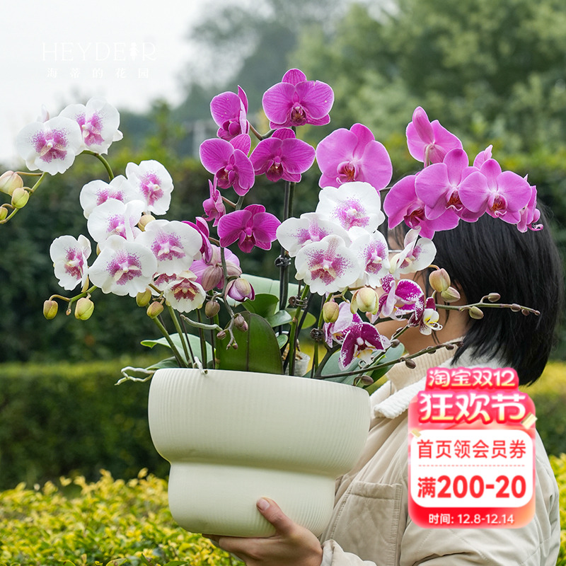 海蒂的花园蝴蝶兰盆栽带花苞大年宵兰花苗白纱宝贝金蝶胡室内花卉