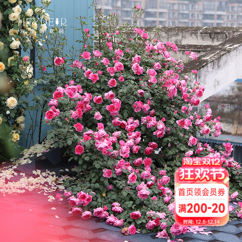 大游行爬藤月季花大有香味