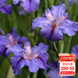 海蒂的花园路易斯安娜鸢尾种球宿根阳台盆栽地栽水生植物花卉块根