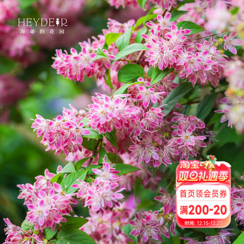 春天花瀑布溲疏海蒂的花园灌木