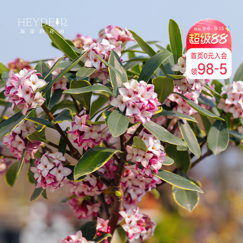 海蒂金边瑞香客厅花卉植物图片