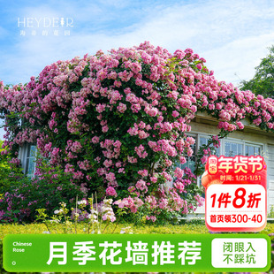 海蒂的花园成都总店月季花苗爬藤花墙藤本玫瑰盆栽花卉绿植海妈家