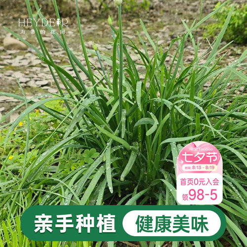 海蒂的花园 韭菜苗带土菜苗盆栽苗易养多年生家庭阳台庭院蔬菜苗