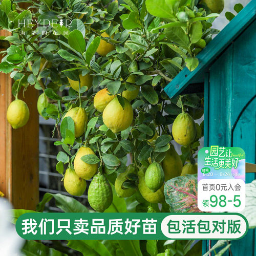 海蒂的花园广东香水柠檬树树苗盆栽四季绿植果树阳台庭院耐热植物