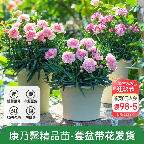 海蒂的花园康乃馨盆栽母亲节礼物