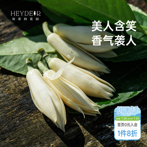 海蒂的花园黄葛兰黄角兰白兰花四川本土植物耐热香味花卉树苗盆栽