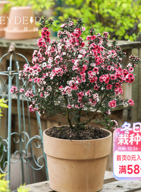 海蒂的花园松红梅冬季开花灌木全年常绿做绿篱花量大花卉盆栽植物